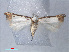  ( - RMNH.INS.540487)  @11 [ ] CreativeCommons - Attribution Non-Commercial Share-Alike (2012) Unspecified Naturalis, Biodiversity Centre