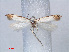  ( - RMNH.INS.540488)  @12 [ ] CreativeCommons - Attribution Non-Commercial Share-Alike (2012) Unspecified Naturalis, Biodiversity Centre
