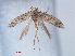  (Gelechiinae_gen sp. ACE0282 - RMNH.INS.540496)  @12 [ ] CreativeCommons - Attribution Non-Commercial Share-Alike (2012) Unspecified Naturalis, Biodiversity Centre