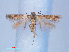  (Gelechiinae_gen sp. RMNH540511 - RMNH.INS.540516)  @13 [ ] CreativeCommons - Attribution Non-Commercial Share-Alike (2012) Unspecified Naturalis, Biodiversity Centre