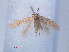  ( - RMNH.INS.540522)  @12 [ ] CreativeCommons - Attribution Non-Commercial Share-Alike (2012) Unspecified Naturalis, Biodiversity Centre