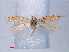  (Scrobipalpa sp. ABX8468 - RMNH.INS.540526)  @13 [ ] CreativeCommons - Attribution Non-Commercial Share-Alike (2012) Unspecified Naturalis, Biodiversity Centre
