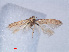  ( - RMNH.INS.540528)  @12 [ ] CreativeCommons - Attribution Non-Commercial Share-Alike (2012) Unspecified Naturalis, Biodiversity Centre