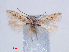  ( - RMNH.INS.540529)  @11 [ ] CreativeCommons - Attribution Non-Commercial Share-Alike (2012) Unspecified Naturalis, Biodiversity Centre