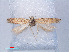  (Scrobipalpa sp. ABY1300 - RMNH.INS.540535)  @13 [ ] CreativeCommons - Attribution Non-Commercial Share-Alike (2012) Unspecified Naturalis, Biodiversity Centre