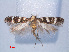  (Scrobipalpa sp. ACE0312 - RMNH.INS.540537)  @14 [ ] CreativeCommons - Attribution Non-Commercial Share-Alike (2012) Unspecified Naturalis, Biodiversity Centre