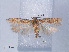  (Scrobipalpa sp. RMNH540539 - RMNH.INS.540539)  @13 [ ] CreativeCommons - Attribution Non-Commercial Share-Alike (2012) Unspecified Naturalis, Biodiversity Centre
