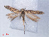  (Scrobipalpa sp. ABY0096 - RMNH.INS.540543)  @13 [ ] CreativeCommons - Attribution Non-Commercial Share-Alike (2012) Unspecified Naturalis, Biodiversity Centre