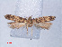  (Scrobipalpa wiltshirei - RMNH.INS.540546)  @13 [ ] CreativeCommons - Attribution Non-Commercial Share-Alike (2012) Unspecified Naturalis, Biodiversity Centre