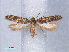  ( - RMNH.INS.540548)  @13 [ ] CreativeCommons - Attribution Non-Commercial Share-Alike (2012) Unspecified Naturalis, Biodiversity Centre