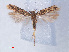  ( - RMNH.INS.540552)  @11 [ ] CreativeCommons - Attribution Non-Commercial Share-Alike (2012) Unspecified Naturalis, Biodiversity Centre