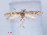  (Scrobipalpa sp. RMNH540553 - RMNH.INS.540554)  @14 [ ] CreativeCommons - Attribution Non-Commercial Share-Alike (2012) Unspecified Naturalis, Biodiversity Centre