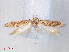  (Scrobipalpa sp. ACE0311 - RMNH.INS.540569)  @12 [ ] CreativeCommons - Attribution Non-Commercial Share-Alike (2012) Unspecified Naturalis, Biodiversity Centre