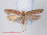  (Scrobipalpa sp. ACE0303 - RMNH.INS.540573)  @13 [ ] CreativeCommons - Attribution Non-Commercial Share-Alike (2012) Unspecified Naturalis, Biodiversity Centre