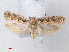  (Ornativalva sp. ABV2039 - RMNH.INS.540589)  @13 [ ] CreativeCommons - Attribution Non-Commercial Share-Alike (2012) Unspecified Naturalis, Biodiversity Centre