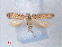  ( - RMNH.INS.543760)  @12 [ ] CreativeCommons - Attribution Non-Commercial Share-Alike (2012) Unspecified Naturalis, Biodiversity Centre