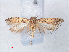  (Scrobipalpa sp. ACE0452 - RMNH.INS.543765)  @13 [ ] CreativeCommons - Attribution Non-Commercial Share-Alike (2012) Unspecified Naturalis, Biodiversity Centre