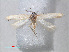  ( - RMNH.INS.543785)  @13 [ ] CreativeCommons - Attribution Non-Commercial Share-Alike (2012) Unspecified Naturalis, Biodiversity Centre