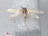  ( - RMNH.INS.543786)  @12 [ ] CreativeCommons - Attribution Non-Commercial Share-Alike (2012) Unspecified Naturalis, Biodiversity Centre