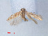  (Gelechiinae_gen sp. ACE0499 - RMNH.INS.543787)  @13 [ ] CreativeCommons - Attribution Non-Commercial Share-Alike (2012) Unspecified Naturalis, Biodiversity Centre