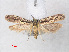  (Ornativalva plutelliformis - RMNH.INS.543796)  @13 [ ] CreativeCommons - Attribution Non-Commercial Share-Alike (2012) Unspecified Naturalis, Biodiversity Centre