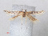 ( - RMNH.INS.543801)  @11 [ ] CreativeCommons - Attribution Non-Commercial Share-Alike (2012) Unspecified Naturalis, Biodiversity Centre