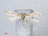  ( - RMNH.INS.543802)  @12 [ ] CreativeCommons - Attribution Non-Commercial Share-Alike (2012) Unspecified Naturalis, Biodiversity Centre