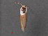  ( - RMNH.INS.543806)  @12 [ ] CreativeCommons - Attribution Non-Commercial Share-Alike (2012) Unspecified Naturalis, Biodiversity Centre