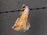 ( - RMNH.INS.543806)  @12 [ ] CreativeCommons - Attribution Non-Commercial Share-Alike (2012) Unspecified Naturalis, Biodiversity Centre