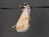  ( - RMNH.INS.543807)  @12 [ ] CreativeCommons - Attribution Non-Commercial Share-Alike (2012) Unspecified Naturalis, Biodiversity Centre