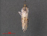  ( - RMNH.INS.543808)  @12 [ ] CreativeCommons - Attribution Non-Commercial Share-Alike (2012) Unspecified Naturalis, Biodiversity Centre