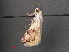  ( - RMNH.INS.543808)  @12 [ ] CreativeCommons - Attribution Non-Commercial Share-Alike (2012) Unspecified Naturalis, Biodiversity Centre