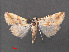  (Eublemma parva - RMNH.INS.543815)  @14 [ ] CreativeCommons - Attribution Non-Commercial Share-Alike (2012) Unspecified Naturalis, Biodiversity Centre