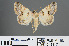  (Tytroca dispar - RMNH.INS.543817)  @13 [ ] CreativeCommons - Attribution Non-Commercial Share-Alike (2012) Unspecified Naturalis, Biodiversity Centre