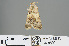  ( - RMNH.INS.543820)  @12 [ ] CreativeCommons - Attribution Non-Commercial Share-Alike (2012) Unspecified Naturalis, Biodiversity Centre
