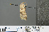  ( - RMNH.INS.543820)  @12 [ ] CreativeCommons - Attribution Non-Commercial Share-Alike (2012) Unspecified Naturalis, Biodiversity Centre