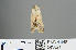  ( - RMNH.INS.543821)  @12 [ ] CreativeCommons - Attribution Non-Commercial Share-Alike (2012) Unspecified Naturalis, Biodiversity Centre