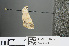  ( - RMNH.INS.543821)  @12 [ ] CreativeCommons - Attribution Non-Commercial Share-Alike (2012) Unspecified Naturalis, Biodiversity Centre