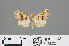  ( - RMNH.INS.543822)  @11 [ ] CreativeCommons - Attribution Non-Commercial Share-Alike (2012) Unspecified Naturalis, Biodiversity Centre