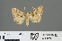  ( - RMNH.INS.543823)  @11 [ ] CreativeCommons - Attribution Non-Commercial Share-Alike (2012) Unspecified Naturalis, Biodiversity Centre
