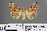  ( - RMNH.INS.543824)  @14 [ ] CreativeCommons - Attribution Non-Commercial Share-Alike (2012) Unspecified Naturalis, Biodiversity Centre