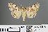  ( - RMNH.INS.543825)  @14 [ ] CreativeCommons - Attribution Non-Commercial Share-Alike (2012) Unspecified Naturalis, Biodiversity Centre