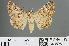  ( - RMNH.INS.543826)  @14 [ ] CreativeCommons - Attribution Non-Commercial Share-Alike (2012) Unspecified Naturalis, Biodiversity Centre