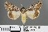  ( - RMNH.INS.543833)  @14 [ ] CreativeCommons - Attribution Non-Commercial Share-Alike (2012) Unspecified Naturalis, Biodiversity Centre