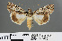  ( - RMNH.INS.543835)  @13 [ ] CreativeCommons - Attribution Non-Commercial Share-Alike (2012) Unspecified Naturalis, Biodiversity Centre