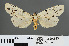  ( - RMNH.INS.543840)  @12 [ ] CreativeCommons - Attribution Non-Commercial Share-Alike (2012) Unspecified Naturalis, Biodiversity Centre