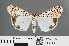  ( - RMNH.INS.543843)  @14 [ ] CreativeCommons - Attribution Non-Commercial Share-Alike (2012) Unspecified Naturalis, Biodiversity Centre