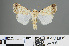 (Caradrina oberthuri - RMNH.INS.543864)  @13 [ ] CreativeCommons - Attribution Non-Commercial Share-Alike (2012) Unspecified Naturalis, Biodiversity Centre