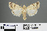  (Caradrina soudanensis - RMNH.INS.543866)  @13 [ ] CreativeCommons - Attribution Non-Commercial Share-Alike (2012) Unspecified Naturalis, Biodiversity Centre