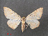  ( - RMNH.INS.543873)  @11 [ ] CreativeCommons - Attribution Non-Commercial Share-Alike (2012) Unspecified Naturalis, Biodiversity Centre